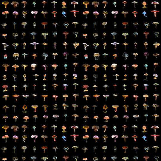 A03-FG-M03_Forager_Black